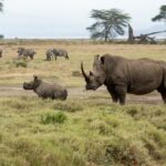 Conservacionista anti-caça furtiva é morto por rinoceronte de 2.900 libras na África do Sul