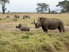 Conservacionista anti-caça furtiva é morto por rinoceronte de 2.900 libras na África do Sul Conservacionista anti-caça furtiva é morto por rinoceronte de 2.900 libras na África do Sul