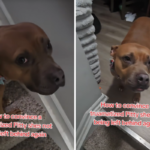 Corações se partem com a reação do cão de resgate 'traumatizado' à mudança de casa do proprietário