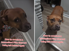 Corações se partem com a reação do cão de resgate ‘traumatizado’ à mudança de casa do proprietário Corações se partem com a reação do cão de resgate 'traumatizado' à mudança de casa do proprietário