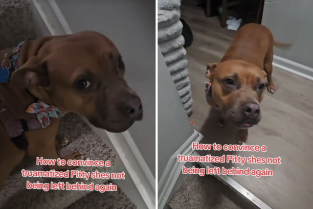 Corações se partem com a reação do cão de resgate 'traumatizado' à mudança de casa do proprietário
