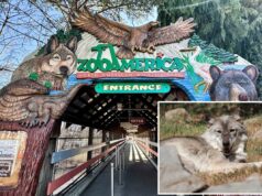 Criança ferida por lobo após rastejar em área restrita do ZooAmerica enquanto os pais estavam ao telefone Entrada para o ZooAmerica North American Wildlife Park, com esculturas de um lobo, uma águia e um urso.