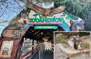 Criança ferida por lobo após rastejar em área restrita do ZooAmerica enquanto os pais estavam ao telefone Entrada para o ZooAmerica North American Wildlife Park, com esculturas de um lobo, uma águia e um urso.