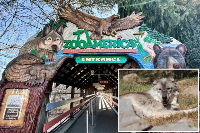 Criança ferida por lobo após rastejar em área restrita do Entrada para o ZooAmerica North American Wildlife Park, com esculturas de um lobo, uma águia e um urso.