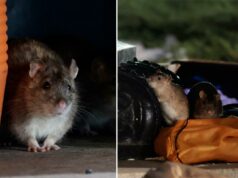 DC dando controle de natalidade a ratos em um esforço para conter sua população de roedores Ratos marrons rastejam no lixo na Union Station Plaza.