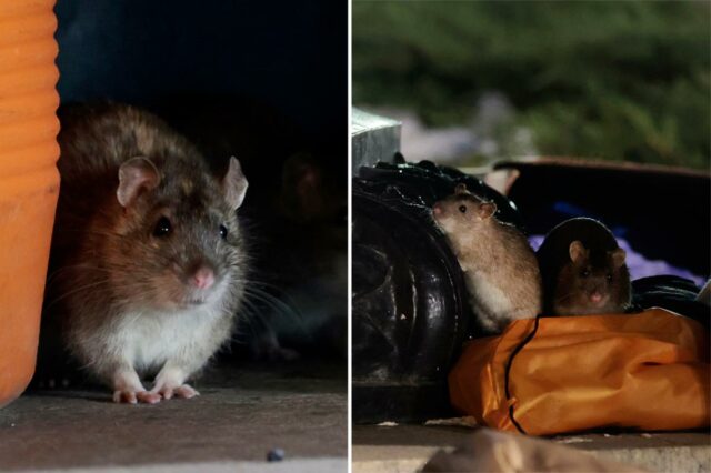 DC dando controle de natalidade a ratos em um esforço Ratos marrons rastejam no lixo na Union Station Plaza.