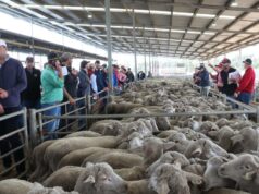 Da crise ao boom: os preços das ovelhas WA aumentam quase 200 por cento em 12 meses Da crise ao boom: os preços das ovelhas WA aumentam quase 200 por cento em 12 meses