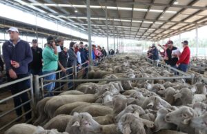 Da crise ao boom: os preços das ovelhas WA aumentam quase 200 por cento em 12 meses Da crise ao boom: os preços das ovelhas WA aumentam quase 200 por cento em 12 meses