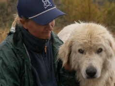 Década de dados: o plano guardião para treinar os cães mais bem-sucedidos Década de dados: o plano guardião para treinar os cães mais bem-sucedidos