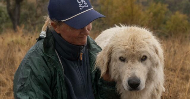 Década de dados: o plano guardião para treinar os cães mais bem-sucedidos
