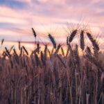 Decodificando a linguagem dos futuros do trigo para obter melhores retornos na fazenda