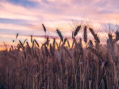 Decodificando a linguagem dos futuros do trigo para obter melhores retornos na fazenda Decodificando a linguagem dos futuros do trigo para obter melhores retornos na fazenda