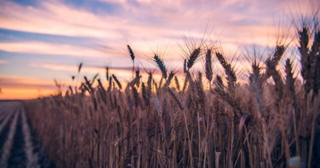 Decodificando a linguagem dos futuros do trigo para obter melhores retornos na fazenda
