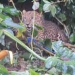 Detik-detik Macan Tutul Masuk Permukiman Warga di Cisarua hingga Kena Jebakan e Dievakuasi