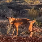 Dingoes atacam jovem e mãe em acampamento popular