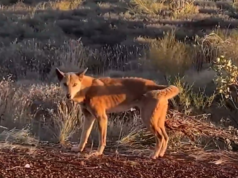 Dingoes atacam jovem e mãe em acampamento popular Dingoes atacam jovem e mãe em acampamento popular