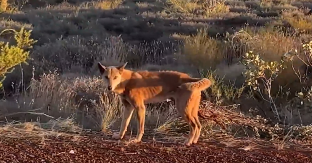 Dingoes atacam jovem e mãe em acampamento popular
