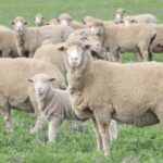 Do censo à estimativa: a mudança na contagem de ovelhas em WA