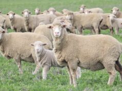 Do censo à estimativa: a mudança na contagem de ovelhas em WA Do censo à estimativa: a mudança na contagem de ovelhas em WA