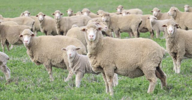 Do censo à estimativa: a mudança na contagem de ovelhas em WA
