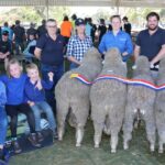 Dois garanhões compartilham as principais honras de julgamento na Williams Gateway Expo deste ano