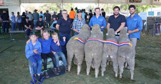 Dois garanhões compartilham as principais honras de julgamento na Williams Gateway Expo deste ano
