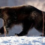 Ícone de conversão de texto em fala