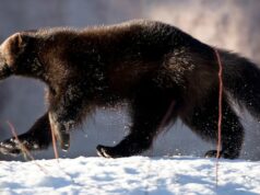 ‘É um bom presságio’: novos avistamentos trazem esperança que o wolverine ameaçado está retornando a Labrador Ícone de conversão de texto em fala