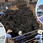 'Eles continuam chegando': liquidação em NSW faz com que os preços do gado no leste caiam