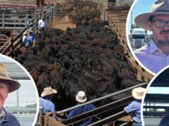 ‘Eles continuam chegando’: liquidação em NSW faz com que os preços do gado no leste caiam 'Eles continuam chegando': liquidação em NSW faz com que os preços do gado no leste caiam