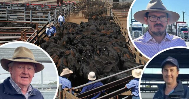 'Eles continuam chegando': liquidação em NSW faz com que os preços do gado no leste caiam
