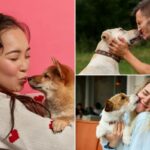 Emprego dos sonhos para amantes de cães? Ganhe US$ 1 mil por hora para beijar caninos e cheirar seu hálito