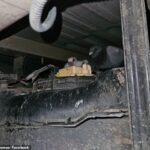 Uma família de pombos foi encontrada escondida em uma fenda estreita debaixo de uma van de entrega do Royal Mail – depois de passar três semanas acompanhando secretamente um motorista