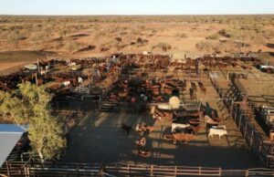 Excelente oportunidade para o gado no limite da divisão territorial oriental de WA Excelente oportunidade para o gado no limite da divisão territorial oriental de WA