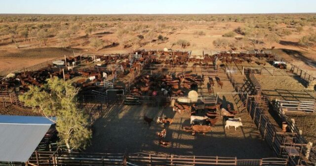 Excelente oportunidade para o gado no limite da divisão territorial oriental de WA

