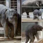 Fãs de animais se preocupam com o bebê elefante Linh Mai - evitado por sua mãe antes da estreia no zoológico