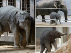 Fãs de animais se preocupam com o bebê elefante Linh Mai – evitado por sua mãe antes da estreia no zoológico Fãs de animais se preocupam com o bebê elefante Linh Mai - evitado por sua mãe antes da estreia no zoológico