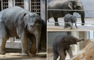 Fãs de animais se preocupam com o bebê elefante Linh Mai – evitado por sua mãe antes da estreia no zoológico Fãs de animais se preocupam com o bebê elefante Linh Mai - evitado por sua mãe antes da estreia no zoológico