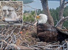 Fãs do famoso casal de águias americanas Big Bear pediram para bancar os pais de filhotes recém-nascidos Fãs do famoso casal de águias americanas Big Bear pediram para bancar os pais de filhotes recém-nascidos