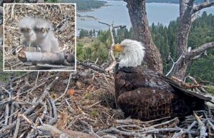 Fãs do famoso casal de águias americanas Big Bear pediram para bancar os pais de filhotes recém-nascidos Fãs do famoso casal de águias americanas Big Bear pediram para bancar os pais de filhotes recém-nascidos