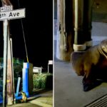 Filhote de leão-marinho perdido é encontrado vagando pelas ruas de São Francisco