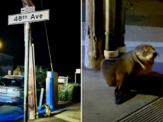 Filhote de leão-marinho perdido é encontrado vagando pelas ruas de São Francisco Filhote de leão-marinho perdido é encontrado vagando pelas ruas de São Francisco