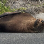 Sammy, a foca, bloqueia o tráfego na Península de Mornington