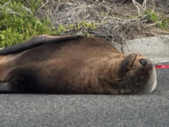 Foca adormecida bloqueia trânsito em estrada costeira movimentada Sammy, a foca, bloqueia o tráfego na Península de Mornington