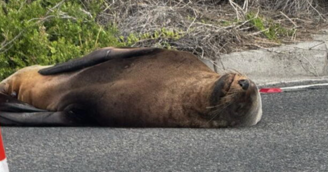 Sammy, a foca, bloqueia o tráfego na Península de Mornington