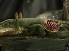 Fóssil de múmia de 289 milhões de anos apresenta as primeiras evidências de respiração baseada nas costelas Fóssil de múmia de 289 milhões de anos apresenta as primeiras evidências de respiração baseada nas costelas