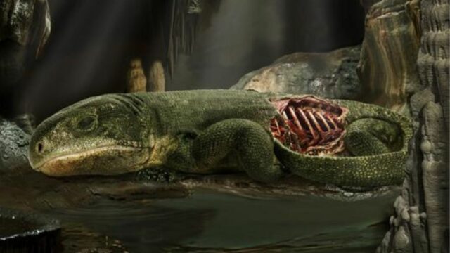 Fóssil de múmia de 289 milhões de anos apresenta as primeiras evidências de respiração baseada nas costelas
