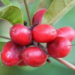 'Fruta milagrosa' pode ajudar pacientes com câncer a superar efeito colateral da quimioterapia