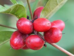 ‘Fruta milagrosa’ pode ajudar pacientes com câncer a superar efeito colateral da quimioterapia 'Fruta milagrosa' pode ajudar pacientes com câncer a superar efeito colateral da quimioterapia