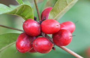 ‘Fruta milagrosa’ pode ajudar pacientes com câncer a superar efeito colateral da quimioterapia 'Fruta milagrosa' pode ajudar pacientes com câncer a superar efeito colateral da quimioterapia